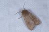 Orthosia cruda